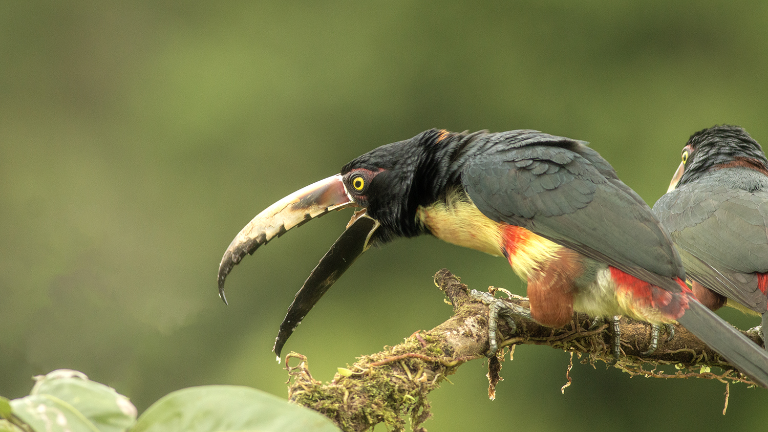 Collared Aracari